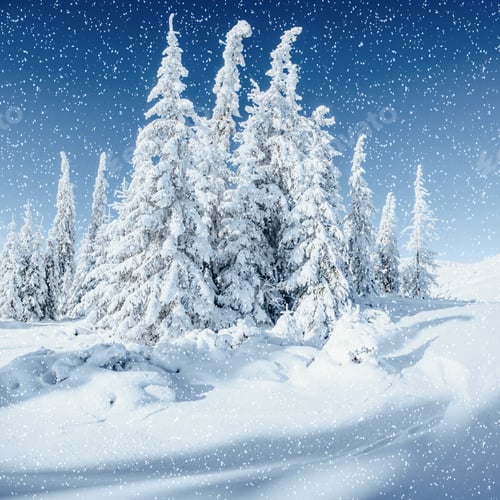 Preview: Winter tree in snow. Carpathian, Ukraine, Europe. Bokeh light ef