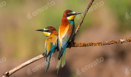 Preview: European bee-eater, merops apiaster. In the early morning, a family of birds sitting on a branch
