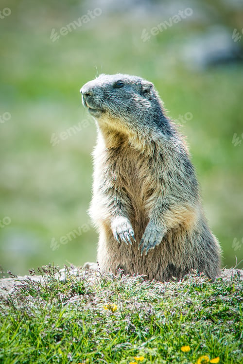 Preview: A marmot in the lawn