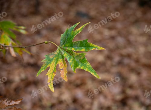 Preview: close-up of maple tree branch leaf over a meadow with fall leaves . autumn nature background