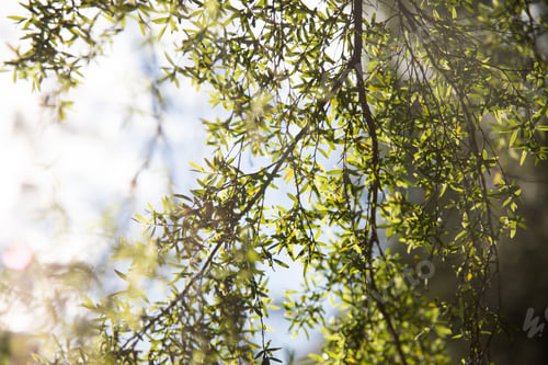 Preview: Filtered sunlight through leaves and branches on a tree looking up