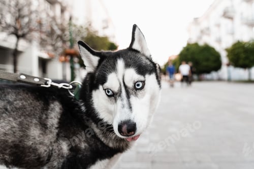Preview: Siberian Husky puppy outdoor portrait, street play close-up, active dog lifestyle.