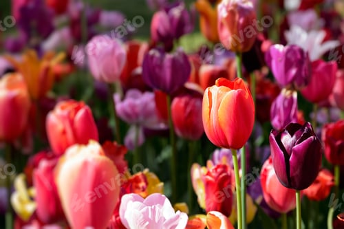 Preview: Blooming tulips flowerbed in Keukenhof flower garden, Netherland