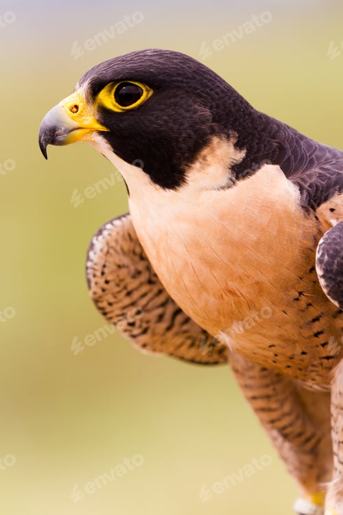 Preview: Peregrine Falcon