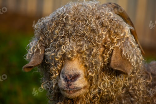 Preview: Angora goats grazing in the field
