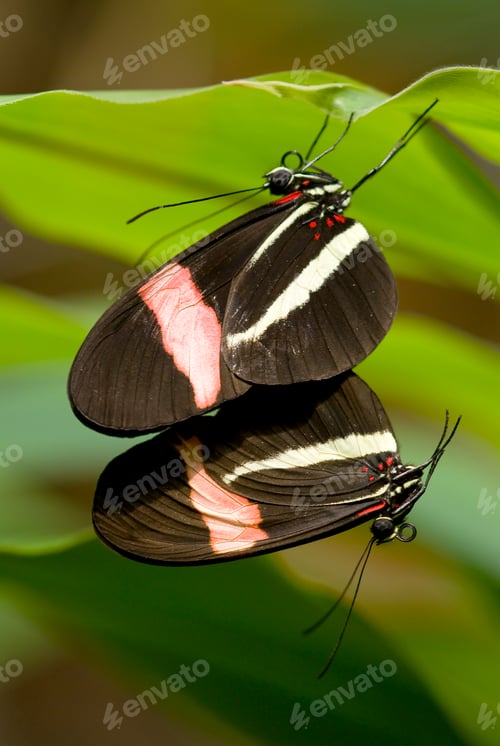 Preview: Mating Butterflies
