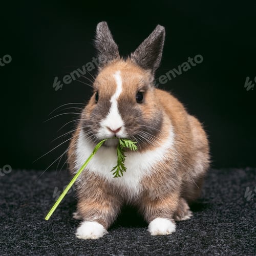 Preview: Cute rabbit munching on fresh vegetable in a cozy indoor setting during daylight
