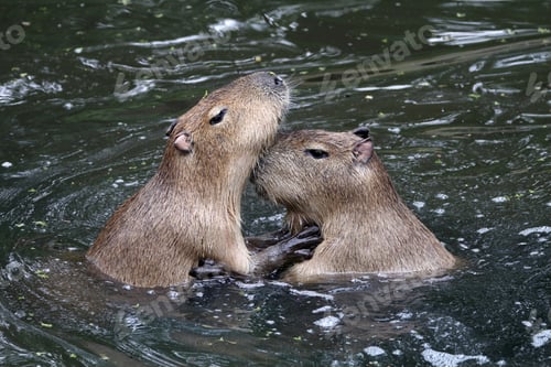 Preview: Capybaras playing in the water