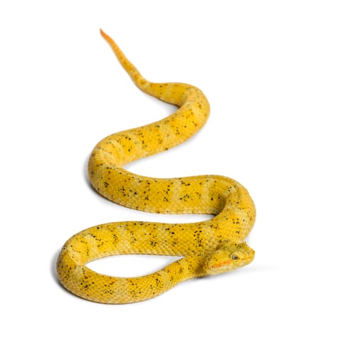 Preview: The eyelash viper, is a venomous pit viper looking at camera against white background