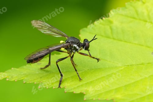 Preview: Closeup on a European Striped-legged robber-fly, Dioctria hyalipennisin the garden,