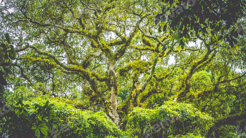 Preview: Branches of a top huge ancient Banyan tree covered by moos in Bali Jungle