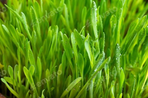Preview: Fresh Green Grass with Drops Dew isolated on white with copy space, Eco friendly