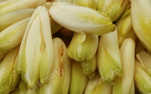 Preview: Fresh green endive
