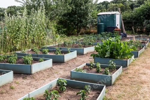 Preview: Vegetables growing in wooden plant beds in an allotment, small shed in the background.