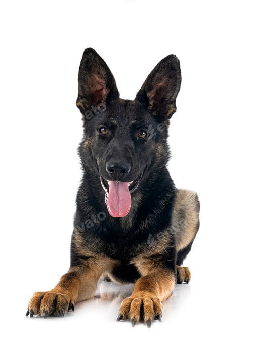 German Shepherd Lying Down Against a White Background