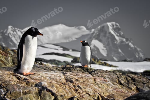 Preview: Two penguins dreaming