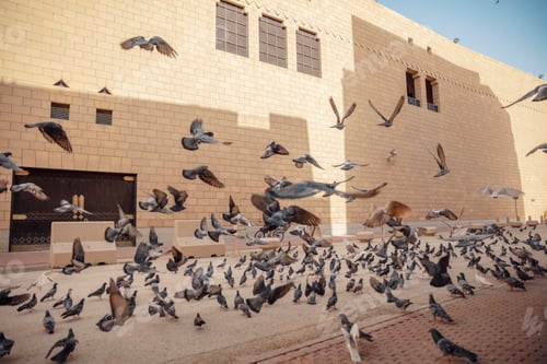 Preview: A flock of pigeons flying over the street