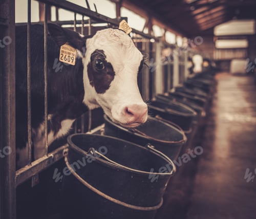 Preview: Calves in the cowshed in dairy farm.
