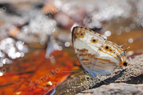 Preview: butterfly