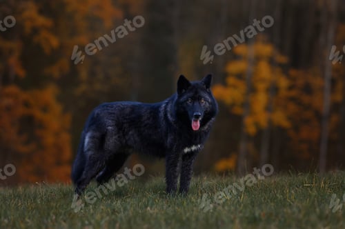 Preview: A black wolfdog with yellow eyes stands on a mountaintop, with an autumn forest spread out below.