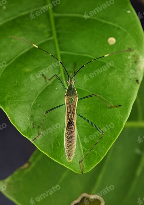 Preview: Leptocorisa oratoria, the rice ear bug, is an insect from the family Alydidae, the broad-headed bugs