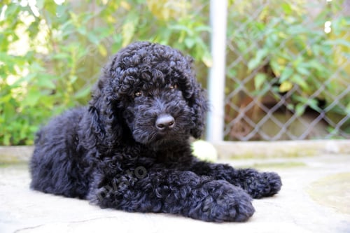 Preview: poodle, dog, puppy, pets, dogs