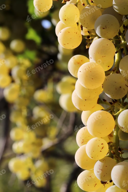 Preview: Ripe white wine grapes in the vineyard.