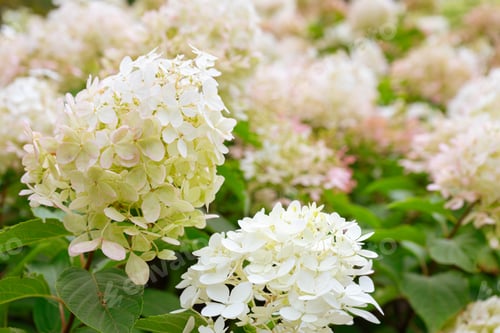 Preview: Bushes Of Hydrangea Arborescens Flower In The Garden, White Hortensia In Park Close Up