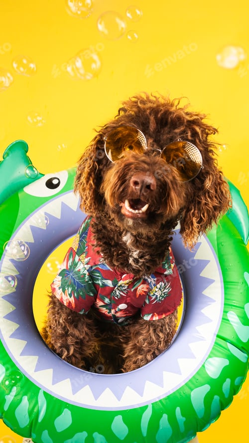 Preview: Funny spanish water dog wearing sunglasses and hawaiian shirt inside inflatable ring