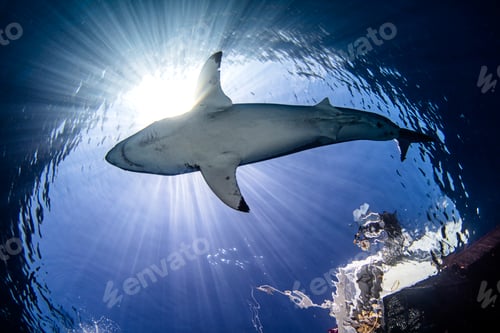 Preview: Underwater view of great white shark, low angle view, Guadalupe, Mexico