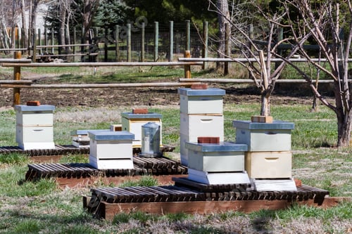 Preview: Beekeeping