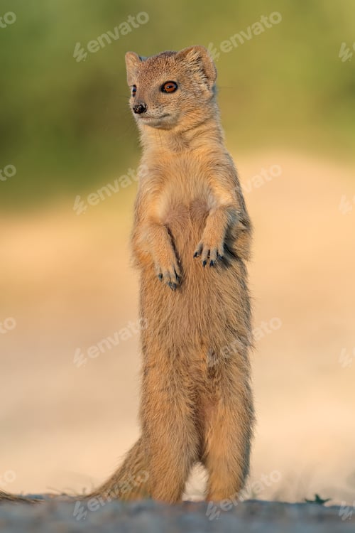 Preview: Alert yellow mongoose