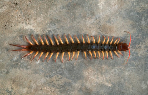 Preview: giant centipede on cement floor
