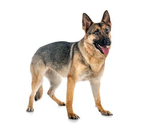 Preview: gray german shepherd