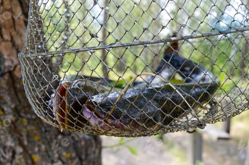 Preview: Big catfish in the grid. Fresh catch.