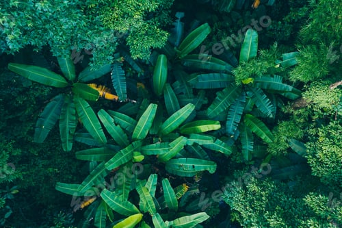Preview: Aerial view of tropical forest in summer