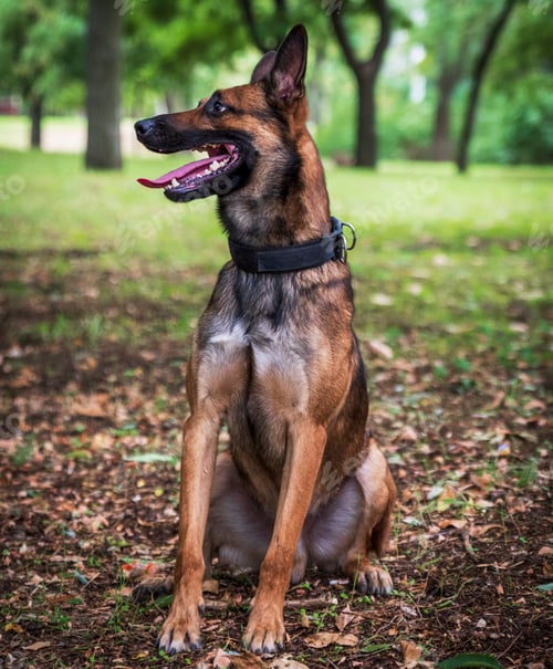 Preview: Belgian Shepherd Malinois with open mouth sitting on the green grass