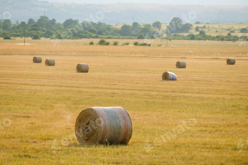 Preview: Large bales of hay lying on huge field against forest