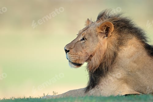 Preview: Portrait of a big male African lion