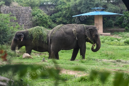 Preview: two elephants eating grass in a grassy area under a blue umbrella