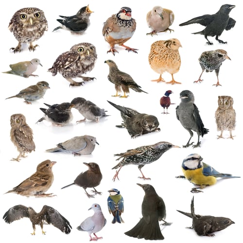 Preview: group of wild birds