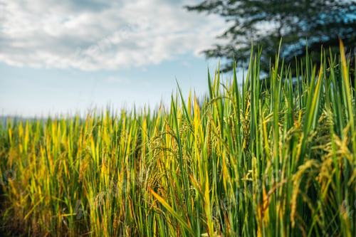 Preview: rice and rice fields in the countryside