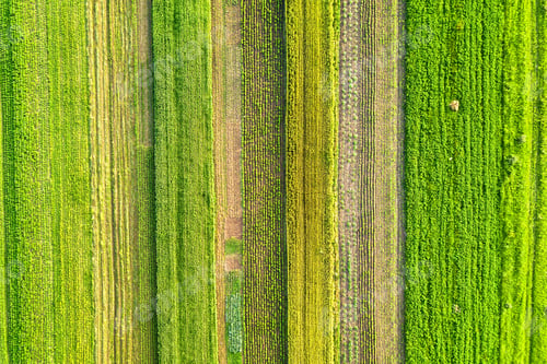 Preview: Aerial view of green agricultural fields in spring with fresh vegetation after seeding season on a