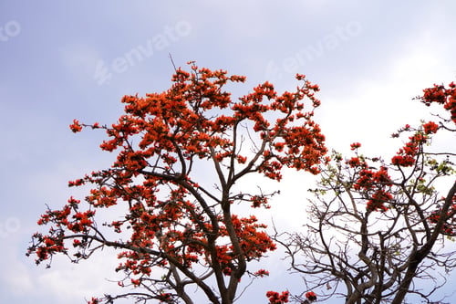 Preview: Palash flower tree, Butea Monosperma or palash flower