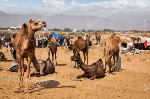 Preview: Camels at Pushkar Mela Pushkar Camel Fair, India