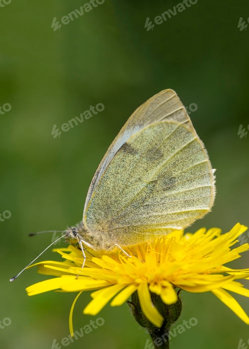 Preview: A white butterfly on a daisy. Scientific name; Pieris rapae