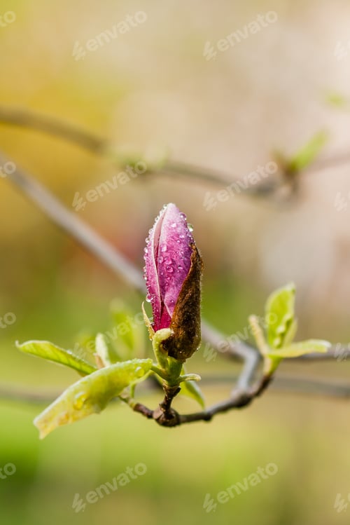 Preview: Macro blooming magnolia on a branch