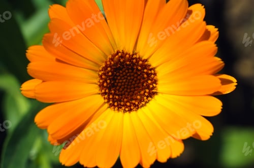 Preview: Top view bright orange chamomile outdoors, macro photo. Close-up of wild flower daisy in garden on