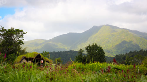 Preview: Scenic view of a shack in a flower field