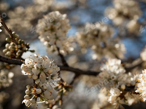 Preview: Spring Garden